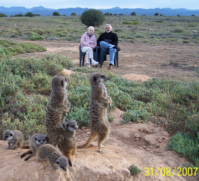 watch film meerkat meerkats suricate suricates tour tours magic 11114.jpg